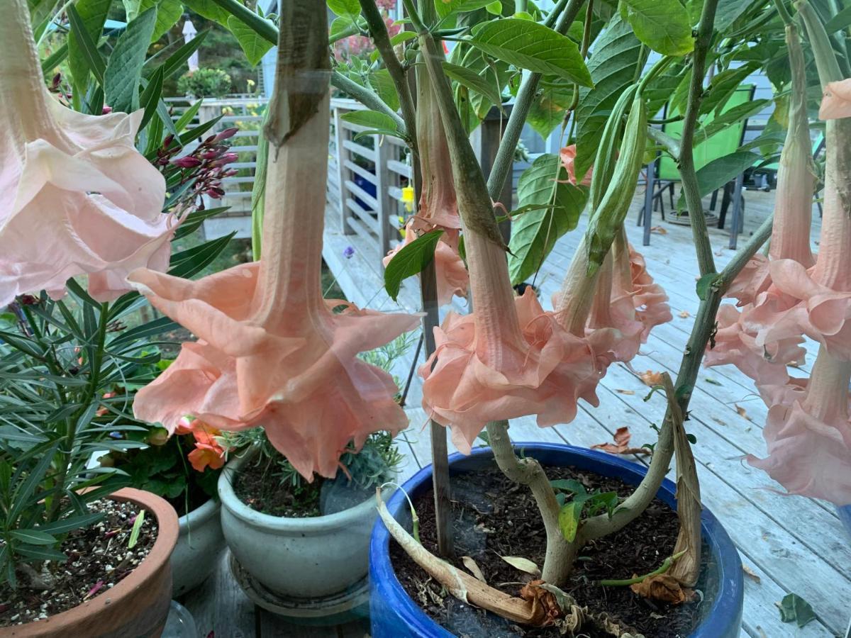 Forest By The Sea Rentals Merville 外观 照片